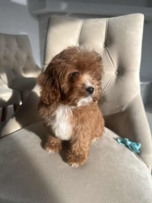 Cudowny chlopiec Cavapoo