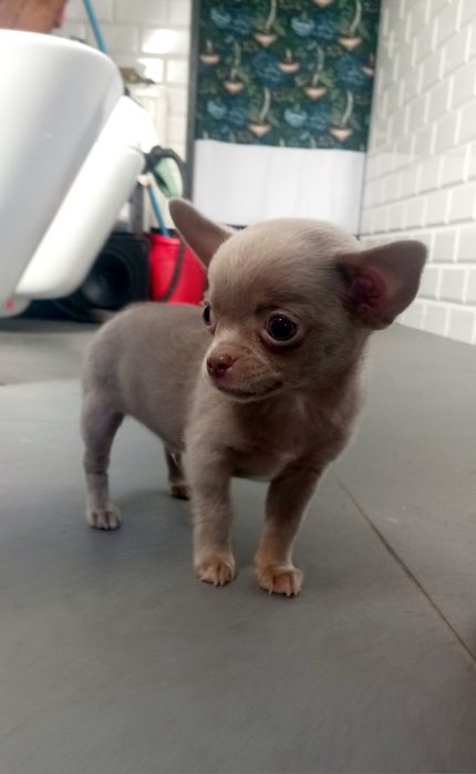 Chihuahua samiec liliowy krótkowłosa