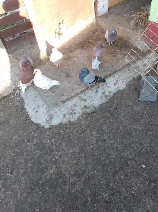 Sprzedam gołębie Kingi