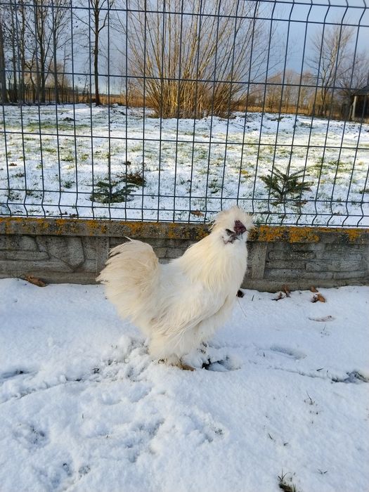 Koguty Silki różne kolory