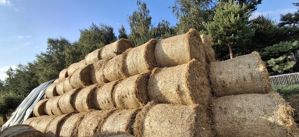 Słoma Żytnia tegoroczna