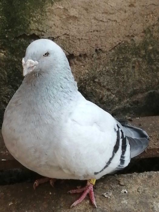 golebie polski pocztowy wystawowy standard