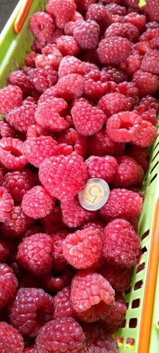 Sadzonki maliny jesiennej Ogromny owoc już od 50 sztuk