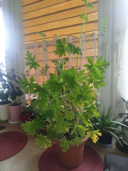 Anginka,lek na ból ucha, alergię,