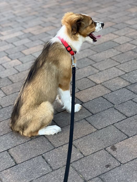 Border Collie - Suczka  Sobolowa (gotowa do odbioru)