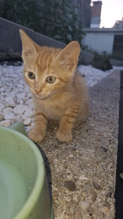 3 gatinhas para adoção