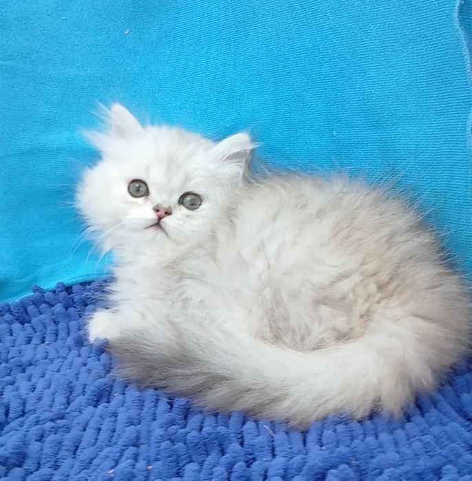 Мальчик Серебристаяшиншилла перс