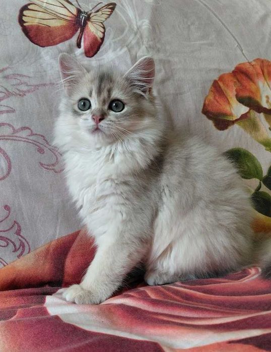 Шотландский длинношерстный котик в окрасе голубое золото ау11