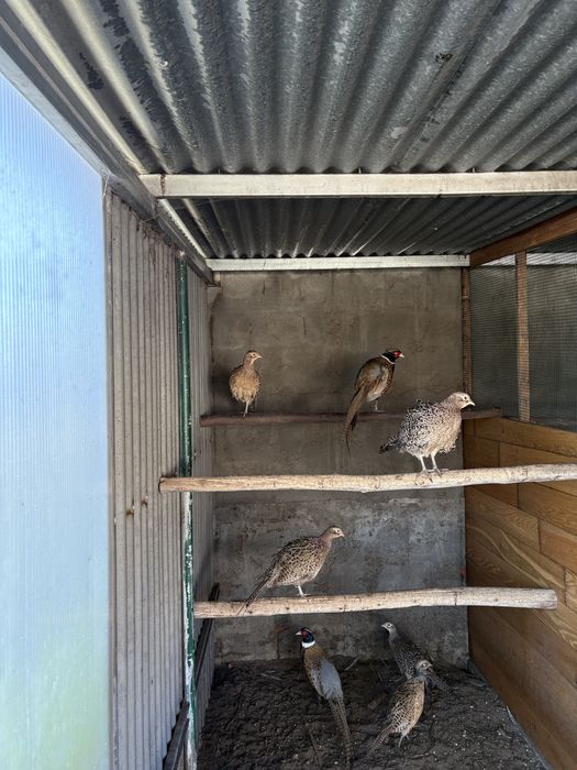 Casais de Faisões Mongol