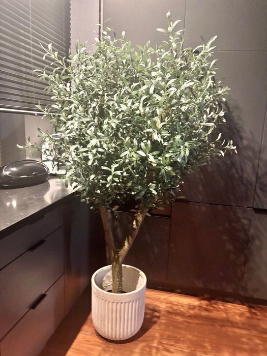 Gęsta oliwka na naturalnym pniu 170cm