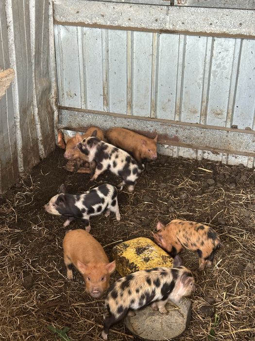 Porcos kunekune 1 mês e 20 dias