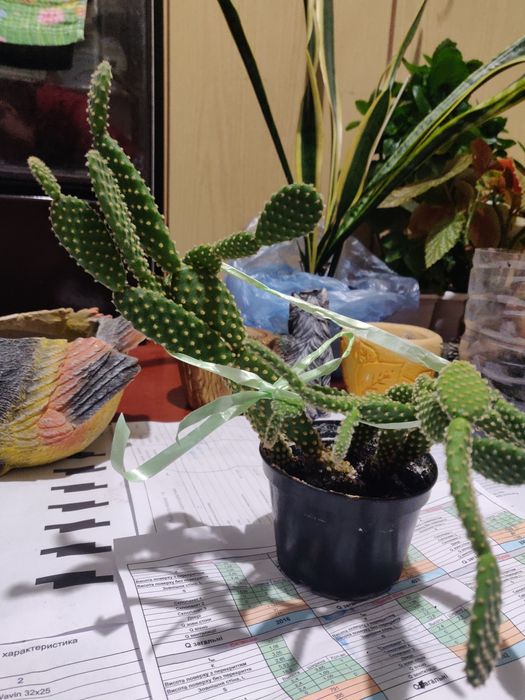 Вазон Кактус, кімнатна рослина.