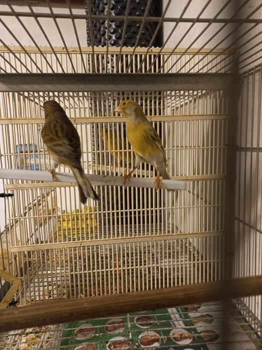 Vendo Canários Cantadores