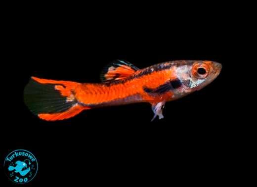 Rybka akwariowa GUPIK RASOWY ENDLER RED, Akwarystyczny Turkusowe Zoo