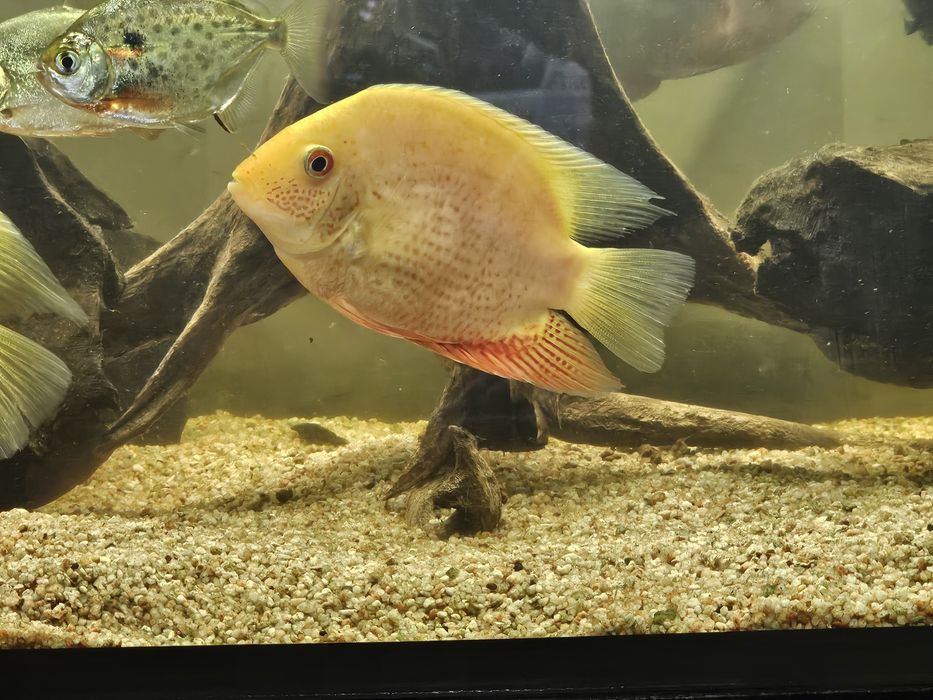 Severum red gold