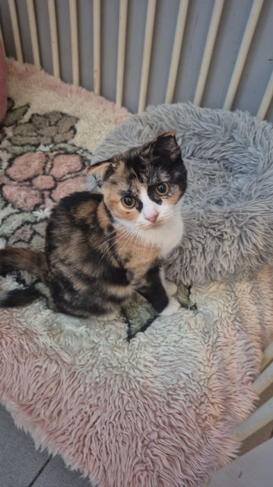 Scottish fold tricolor lindissima (rara)