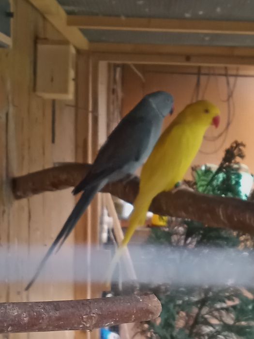 Aleksandretta obrożna komplet