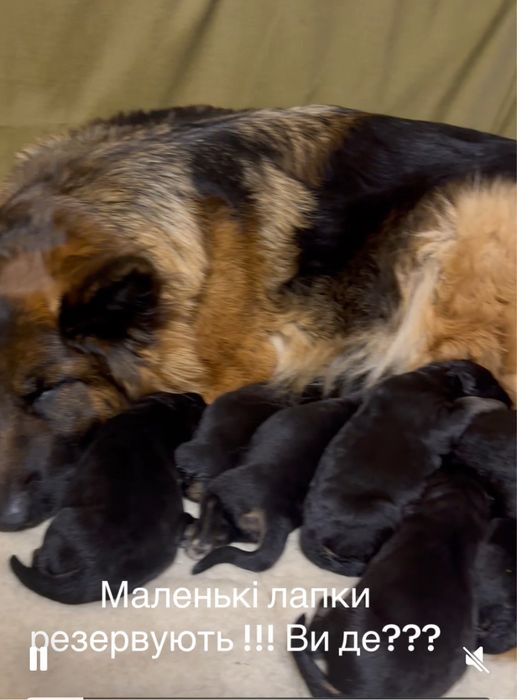 Щенята німецької вівчарки