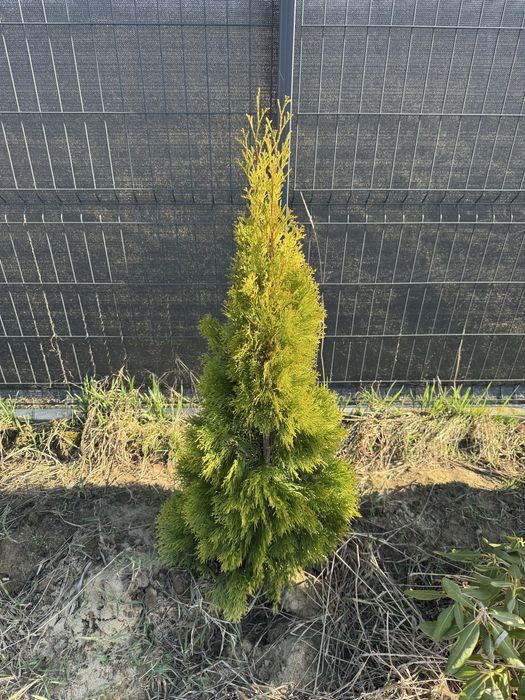 Tuja Szmaragd z gruntu