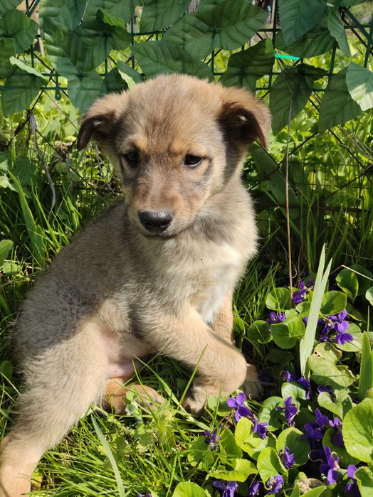 Цуценя-хлопчик, вік 4 міс.