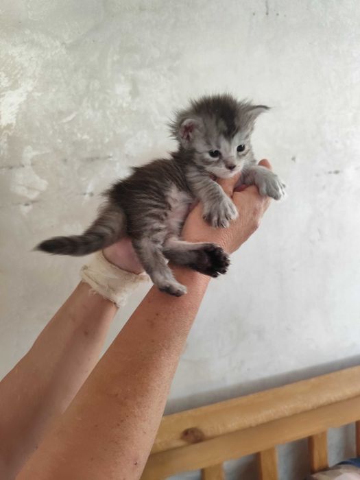Кошенята Мейн кун