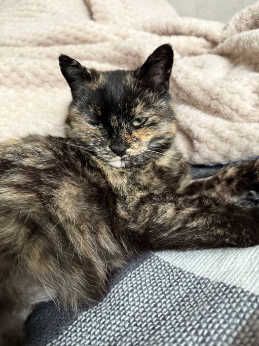 Шукаю родину кицюні