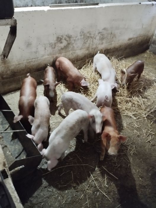 Продаються малі поросята
