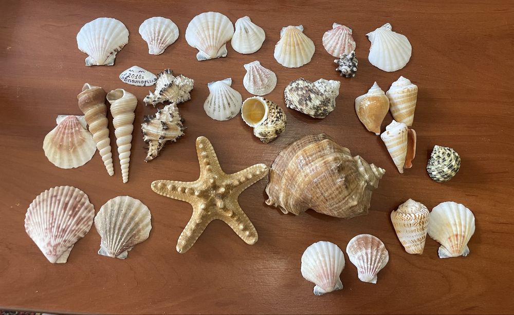 Ракушки ,Мушли ,Звездочки морскик