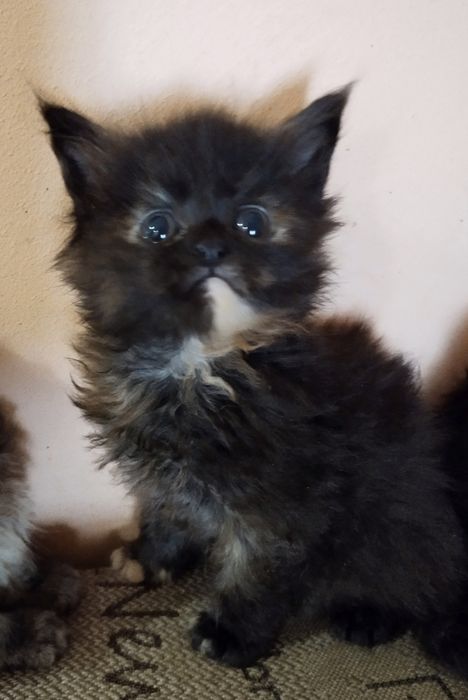 Акция в питомнике!Котята мейн-кунята Доставка