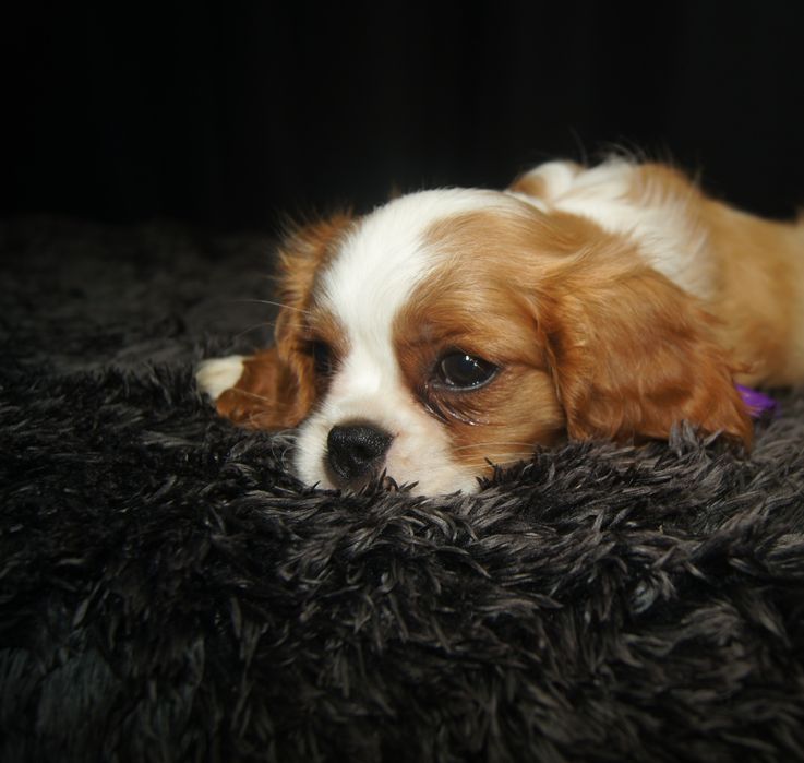 Cavalier King Charles spaniel