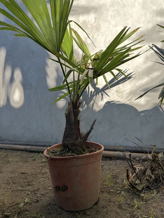 Palmeira de leque