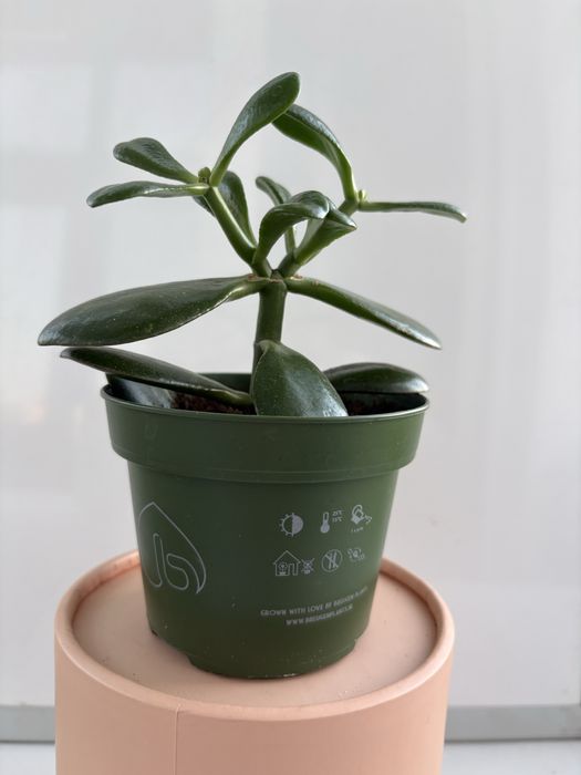грошове дерево (Crassula ovata) – великі та маленькі саджанці!