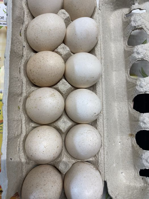 Ovos de peru galados