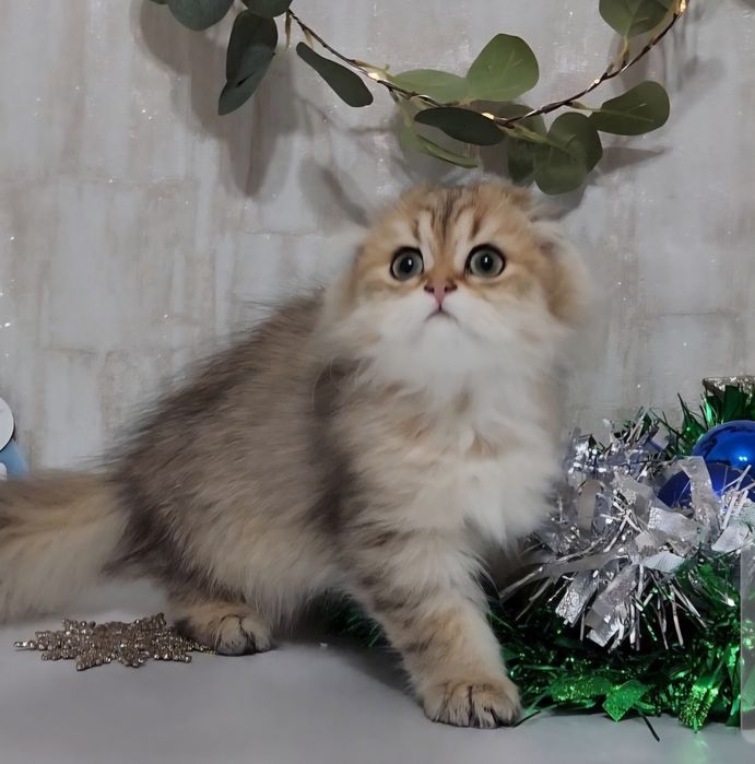 Шотландська висловуха дівчинка золота шиншила
