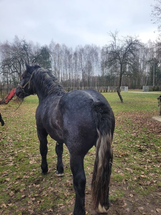 Ogierek zimnokrwisty siwy