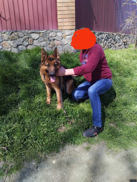 Німецька вівчарка. Чистокровний красень шукає наречену.