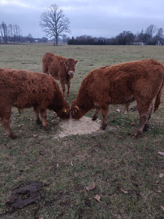 Odsadki 100% limusine