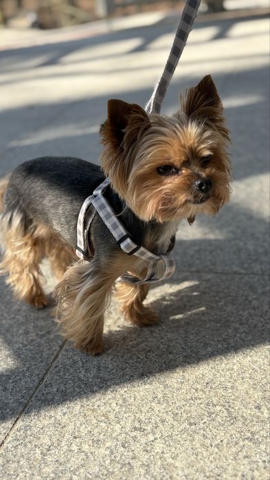 Yorkshire Terrier – Doświadczony Reproduktor (2,5 kg) | Rodowód