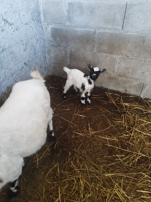 Cabrinhas anas para companhia