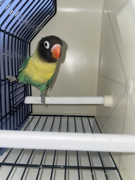 Agapornis personatas