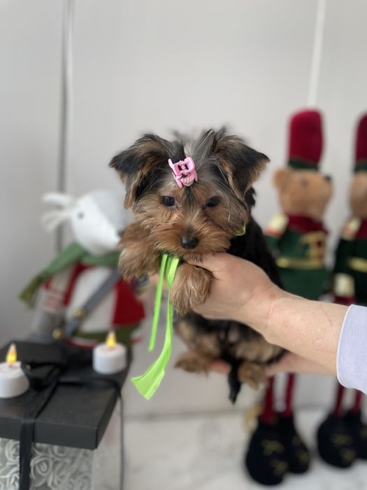 Обіймай і не відпускай  чарівні VIP Йорки тут!