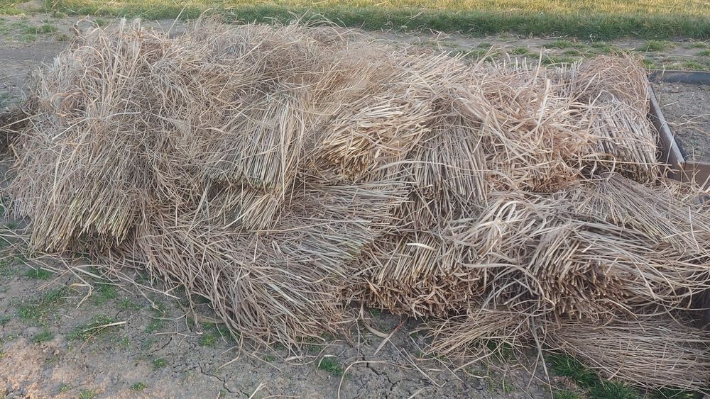 Sucha trawa - końce traw ozdobnych