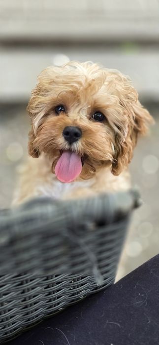 Cavapoo/ dziewczynka