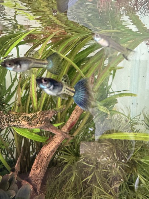 Guppy Blue Metal Snakeskin ( casal )