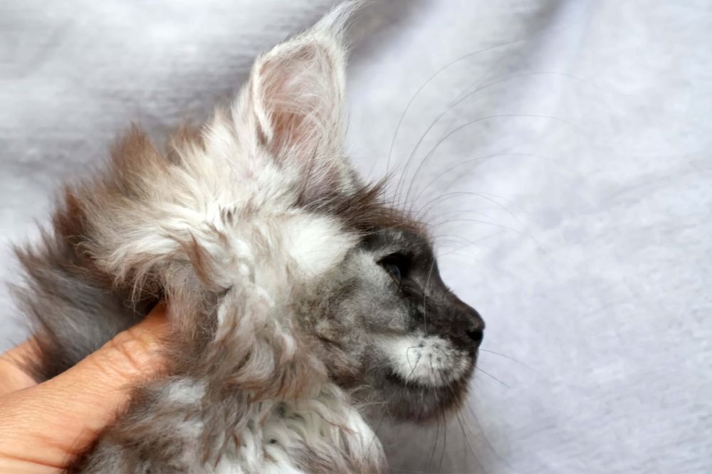 Main Coon -kotka do hodowli FPL-Dunka