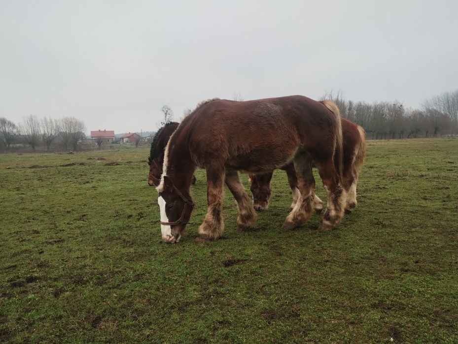 Klacz Arden Polski po Suliwan