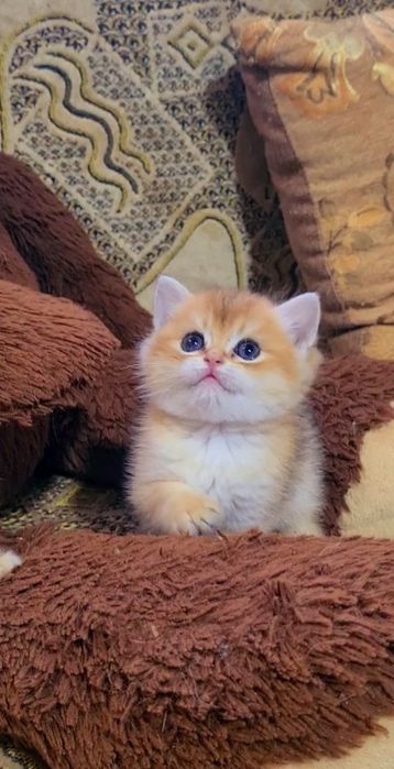 Шикарные котята золотая шиншилла