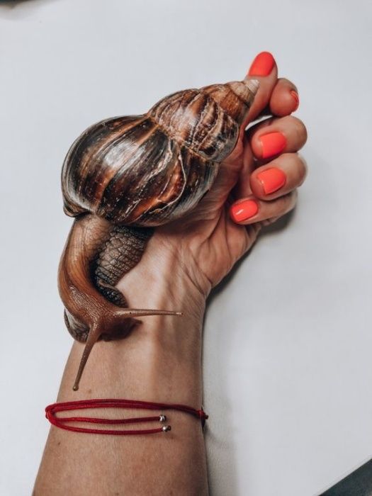 Улитка Акахатина-домашний питомец и косметолог 2 в 1.