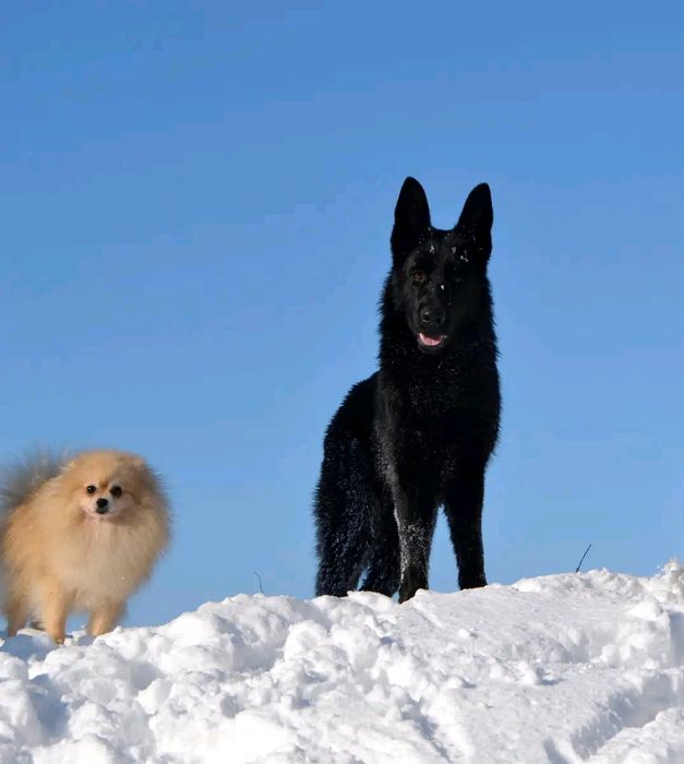 Опытный кобель открыт для вязок