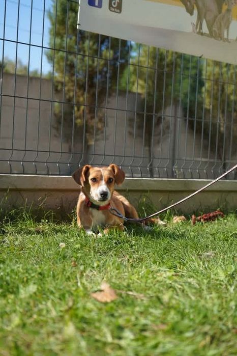 Kochana suczka do pilnej adopcji
